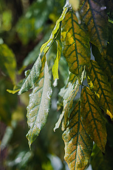 Feuilles d'automne colorées