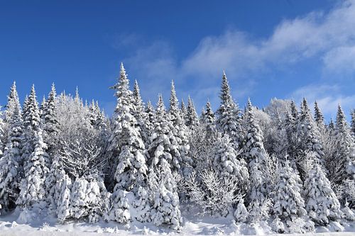 Des arbres givré après la tempête