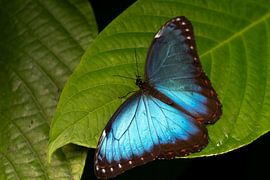 prachtige metallic blauwe vlinder poseert op een groot blad van Jeroen van Deel