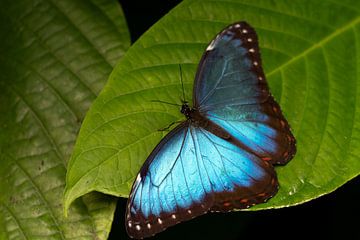 schöner metallisch blauer Schmetterling posiert auf einem großen Blatt von Jeroen van Deel
