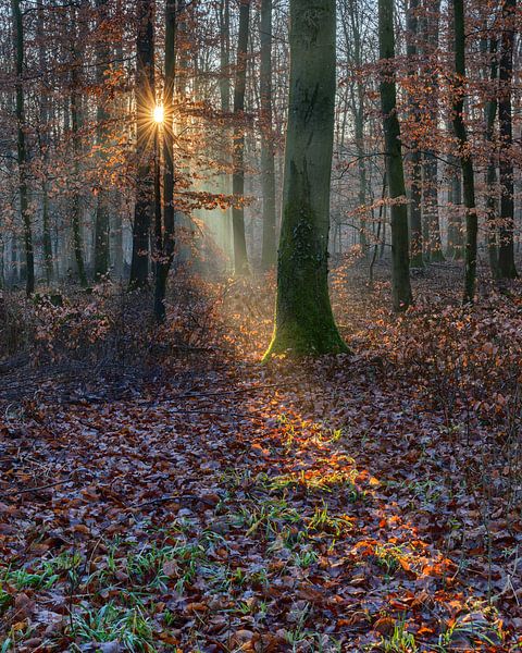 Im Lichte der Doppelsonne von Uwe Ulrich Grün