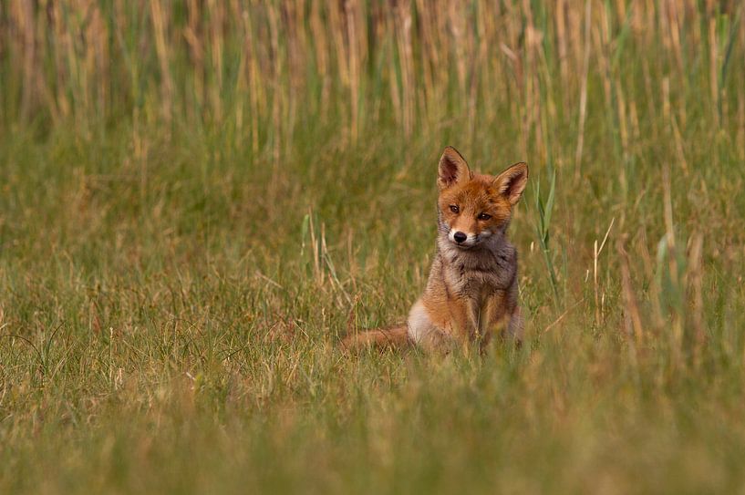 Ein junger Fuchs ist im Gras von Paul Wendels