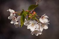 Korean blossom in bloom