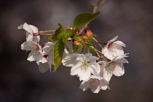 Koreaanse bloesem in bloei