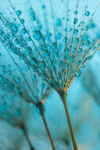 Lijnenspel van de morgenster met blauwe druppels in het 
