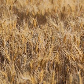 Das Maisfeld im Wind von T de Smit