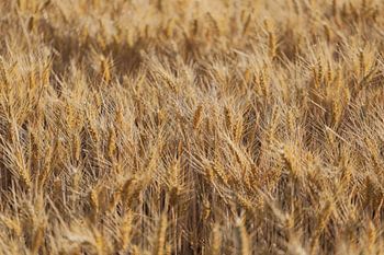 het graanveld in de wind