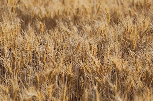 Das Maisfeld im Wind