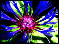 ~~ BLUE KORNBLUME ~~