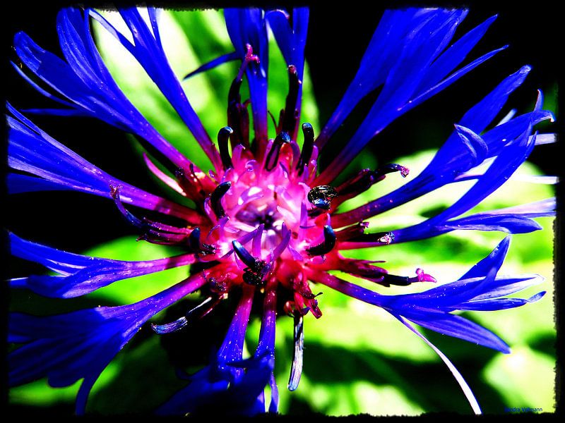 ~~ BLUE KORNBLUME ~~ by Sandra Vollmann