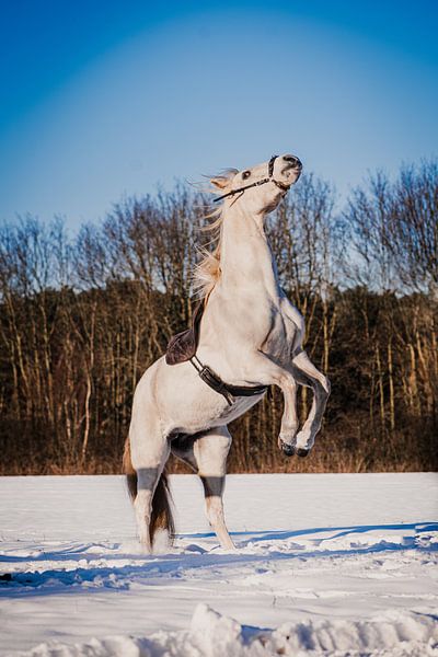 Un Cheval Blanc Dans La Neige Par L Artiste Raoul Van Meel