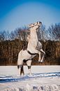 Wit paard in de sneeuw van Raoul van Meel thumbnail