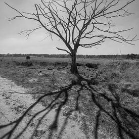 L'ombre de l'arbre sur Cynthia van Diggele