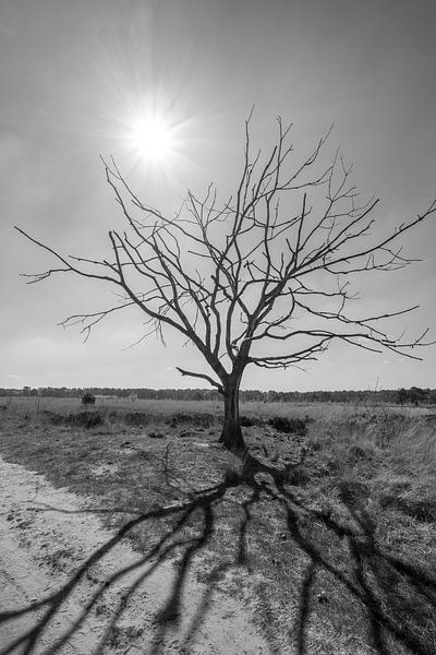 Schatten des Baumes von Cynthia van Diggele