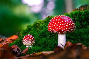 Fly Agaric by John Goossens Photography