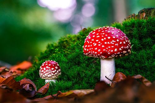 Rood met witte stippen