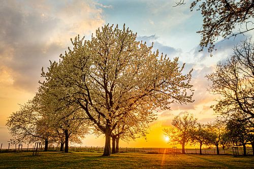Zonsondergang in de lente tussen de bloesems