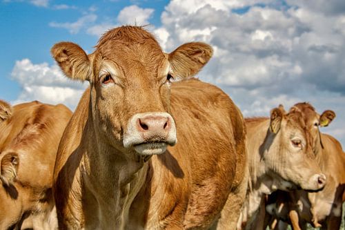 Portrait d'une vache