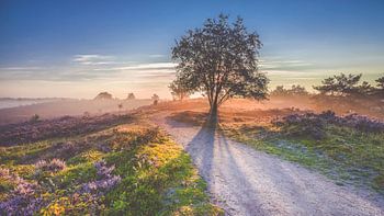 Sunrise over a moorland in the Veluwe, Holland