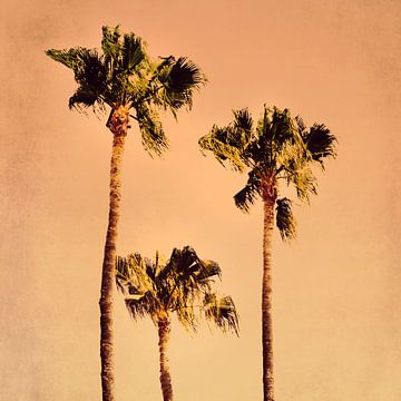 POPPY PALM TREES no4A by Pia Schneider