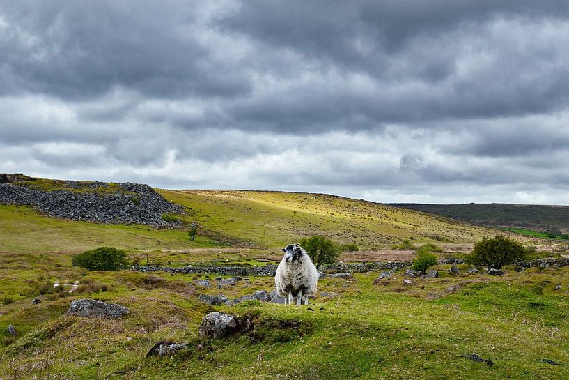 Dartmoor von Silvio Schoisswohl