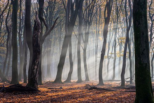 Sunrays in het Speulderbos