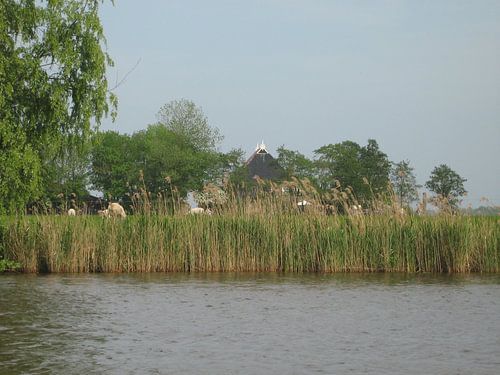 Schapen op het droge