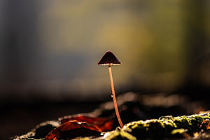Sonniger Lampenschirm