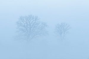 Paysage tranquille dans la brume