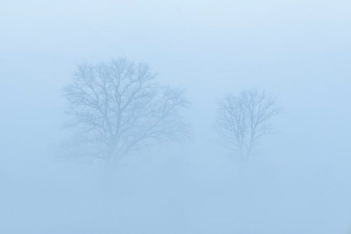 Verstild Landschap in de Mist