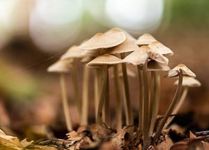 Gruppe auf dem Herbstgrundstück
