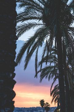 Palmbomen in Frankrijk/ Franse Rivièra/ Reisfotografie van Annelies Hoek