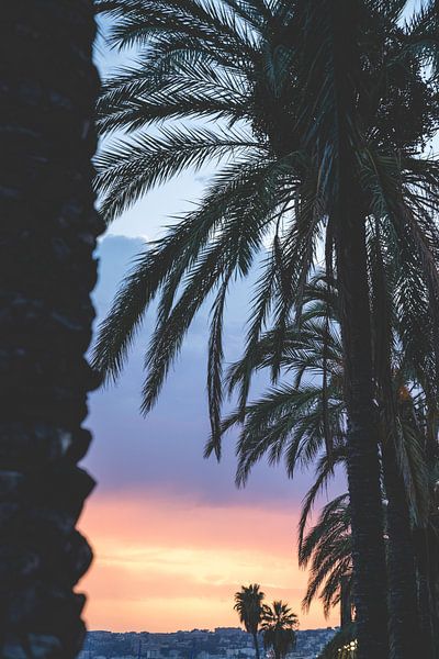 Palm Trees in France / French Riviera / Travel Photography by Annelies Hoek