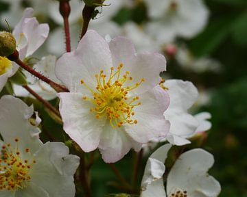 rosa multiflora, veelbloemige roos van Wim vd Neut