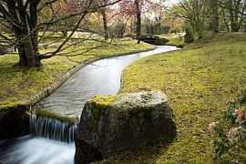 Blossoming of the cherry blossoms by Cathfish photography by Cathie Lefieuw