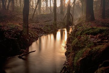 Ruisseau de la forêt dans la lumière du soir