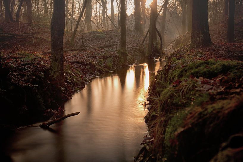 Ruisseau de la forêt dans la lumière du soir par Anneke Hooijer