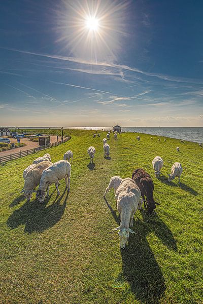 Indian summer atmosphere on Hindeloopen dike with newly sheared sheep by Harrie Muis