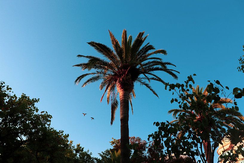 Natural palm van Bart Houtman