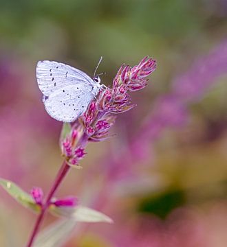 Macro van een blauwe vlinder van ManfredFotos