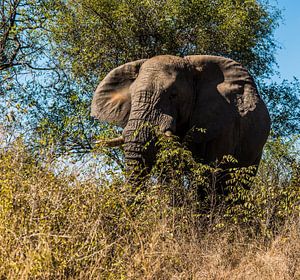 Afrikaanse olifant, nakomeling van de Loxodonta adaurora
