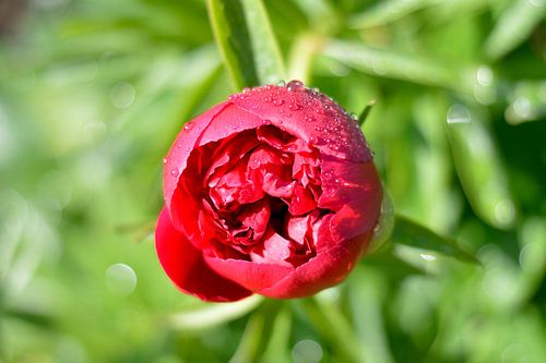 Pioenroos rood/ roze