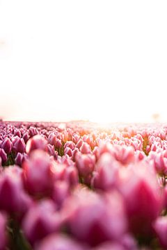 Tulpen velden in Zeeland van Jordi Van schijndel