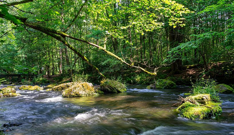 River in the green of nature by Animaflora PicsStock