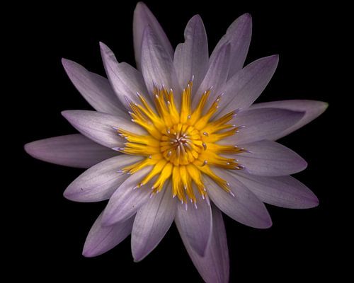 Egyptian Lotus (purple)