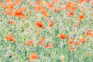 Coquelicots