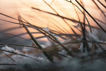 Gras mit Eiskristallen von Tania Perneel