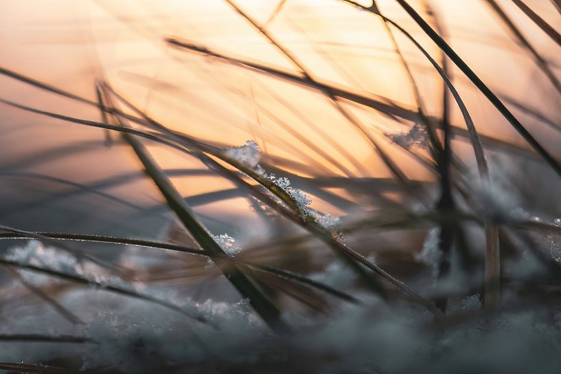 Gras mit Eiskristallen von Tania Perneel