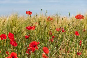 Mohnblumen