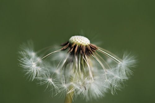 Stilleven met Paardebloempluis